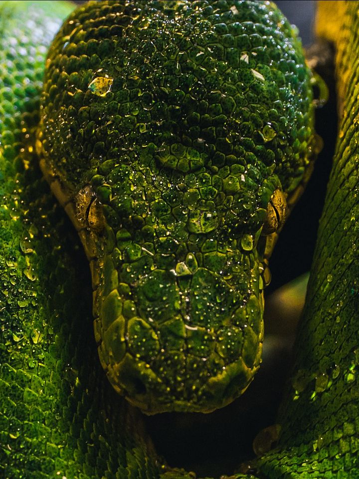 Green Tree Python Close Up #5 product image (1)