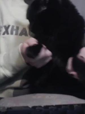 Luci JAMMIN out to @adams_number on stream tonight. she's so ready for the album to drop. #catsoftwitch #jammin #poppunk #newmusicfriday #habits