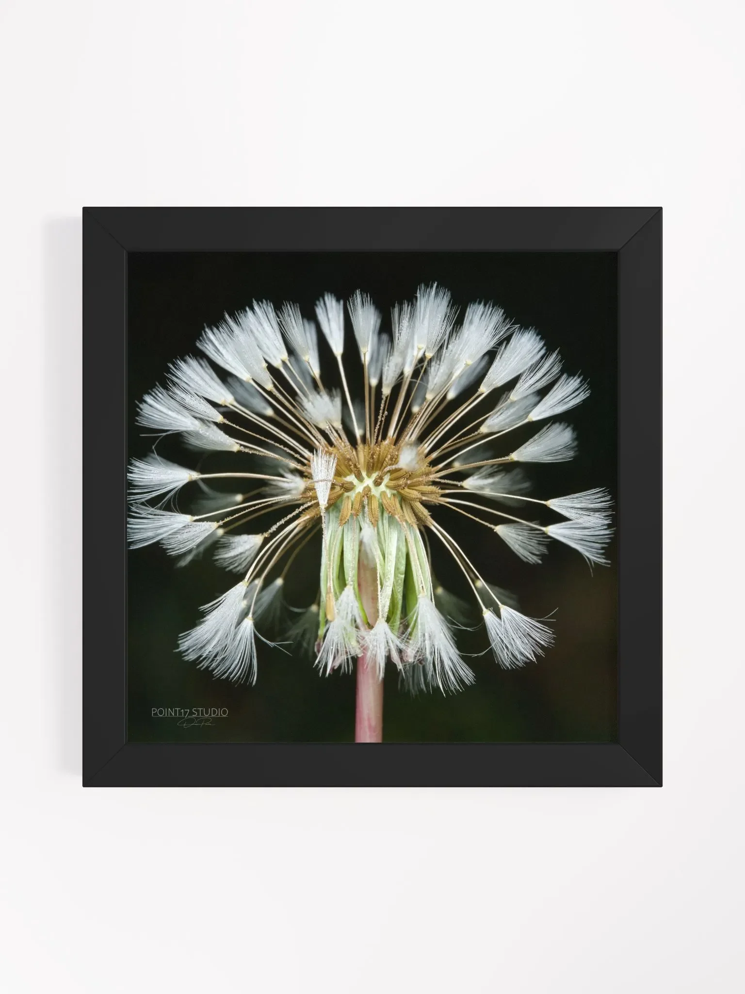 Dandelion #11 - Framed Print product image (1)