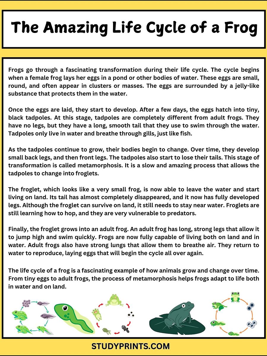 Frog Life Cycle Reading Comprehension Worksheet product image (2)