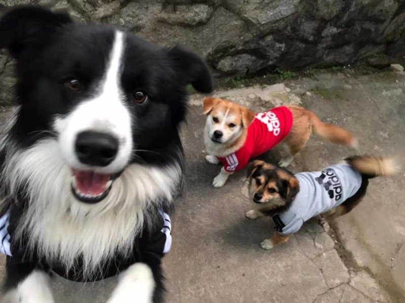Adidog Pet Coat product image (2)