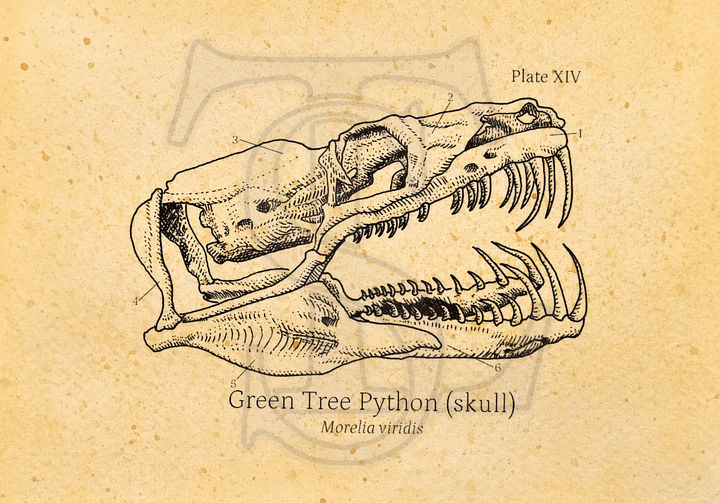Green Python Skull Giclée print (hand watercolored) product image (1)