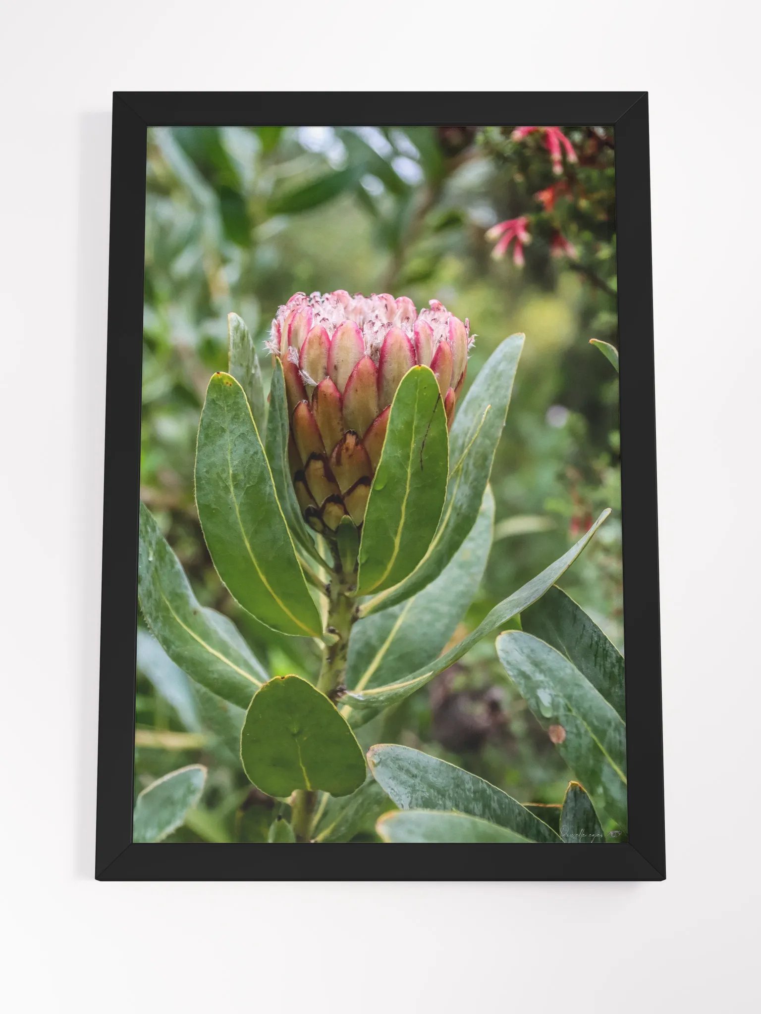 Print Fine Art - Susara The Hidden Bloom product image (7)