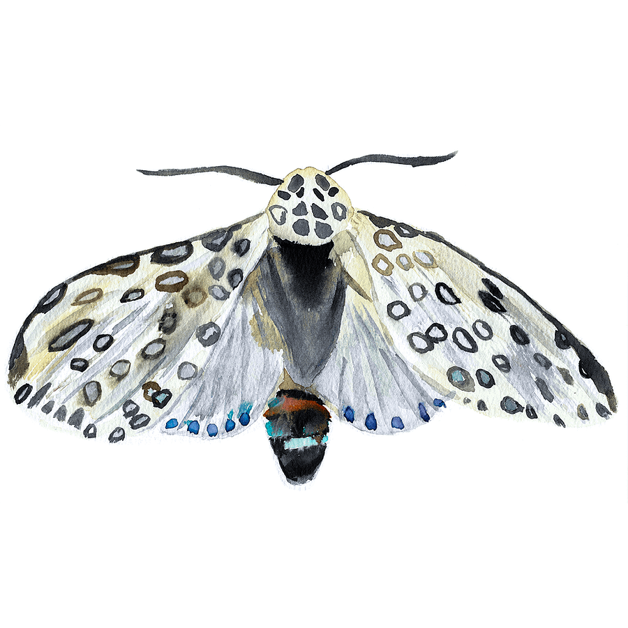 Giant Leopard Moth Sticker (x2) product image (5)