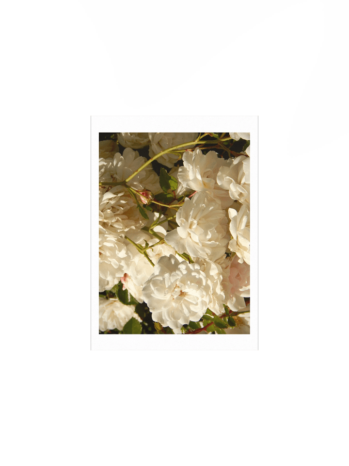 White Roses product image (1)