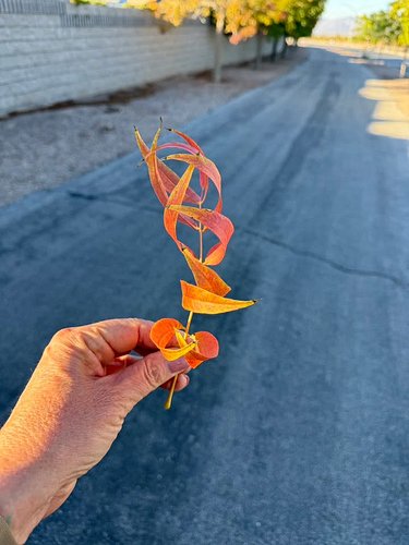 Love the colors of Fall 🍁