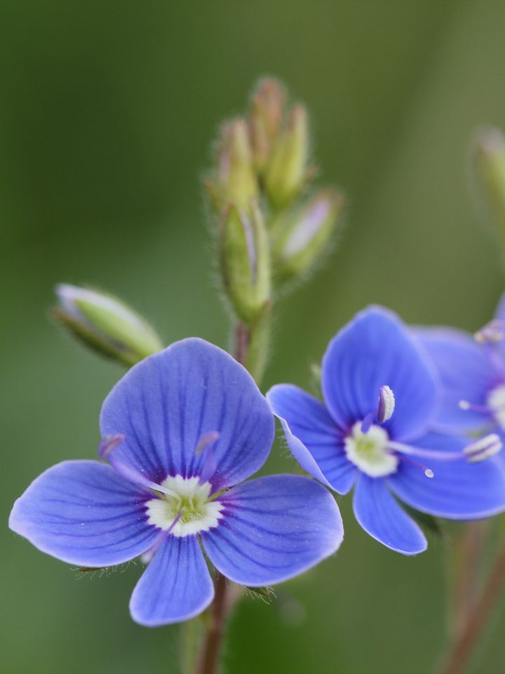 Plants and Wildflowers Image Collection product image (2)