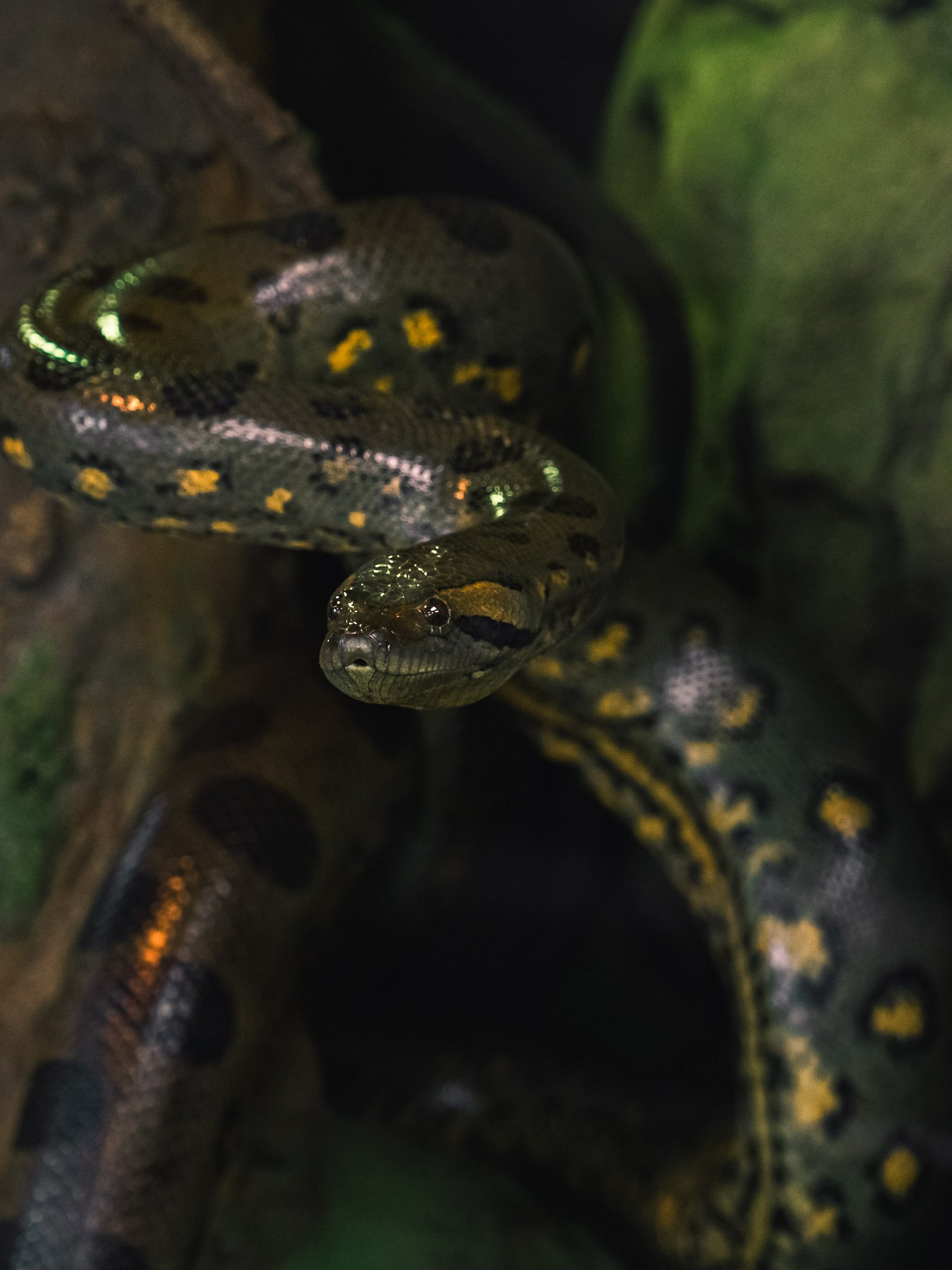Green Anaconda Perched #1 product image (1)
