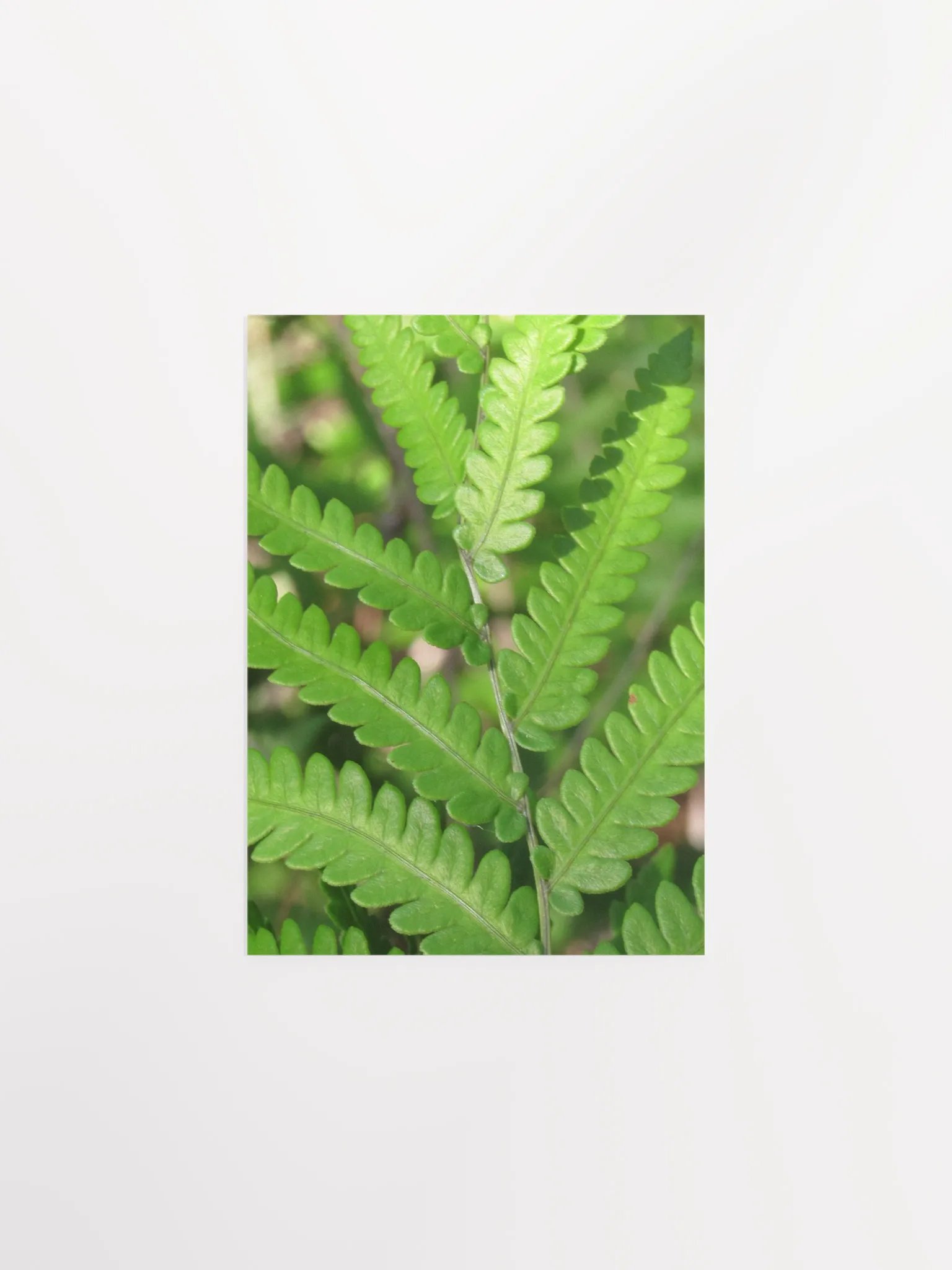 Florida Fern product image (5)