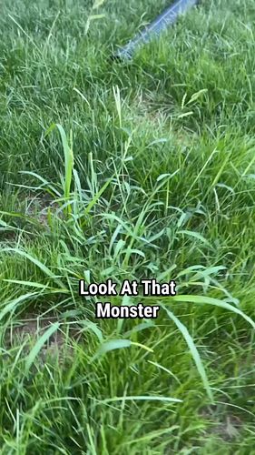 MONSTER Weeds! 😮

#mowing #lawncare #diy