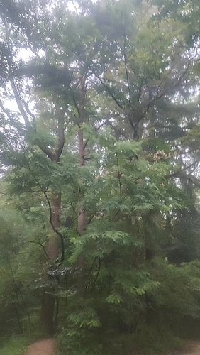 #森 #森の中 #自然が好き

#forestview #foggyforest #foggymorning #rainday