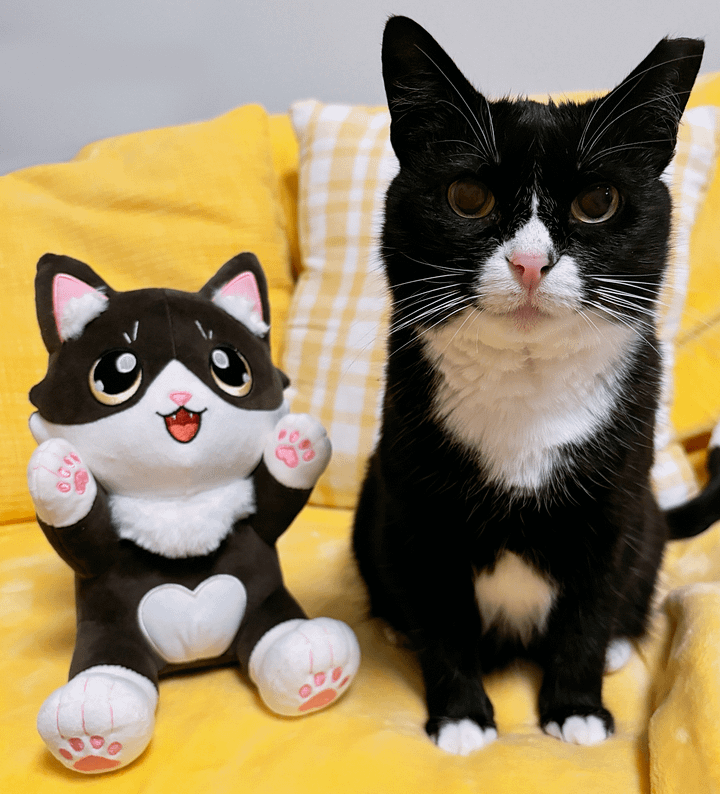 Tuxedo Cat Plushie - Kiwi Cat [PRE ORDER] product image (2)