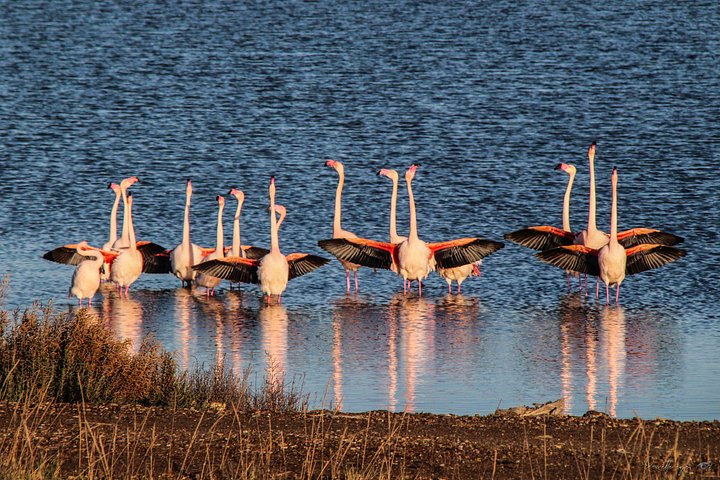 Prestige Fine Art - Flamingo Love Dance - Limited Edition product image (1)