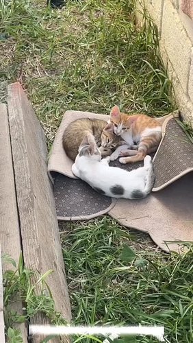 CATkda “The streets of paradise”
Episode 2 Andrej & Babiš 
🌍catkada.com

#lefkada #catkada #catlovers #vasiliki #greece