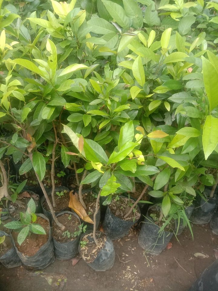 Tanaman daun salam product image (1)