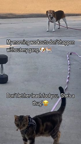 Morning workouts don’t happen without the gang.🐶🐈

Don’t let the leash fool you, she’s the boss.😂 What a thug.🤣

#healthisyou...