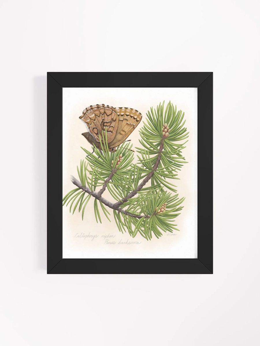 Eastern Pine Elfin Butterfly product image (40)
