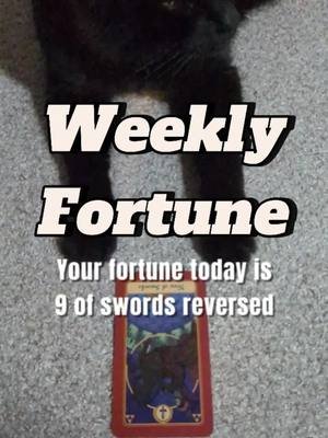 When a cat tells you your fortune... #cats #fortuneteller #fortune #tarot #comedy #funnycats #blackcats #catsoftiktok #cat #catson 