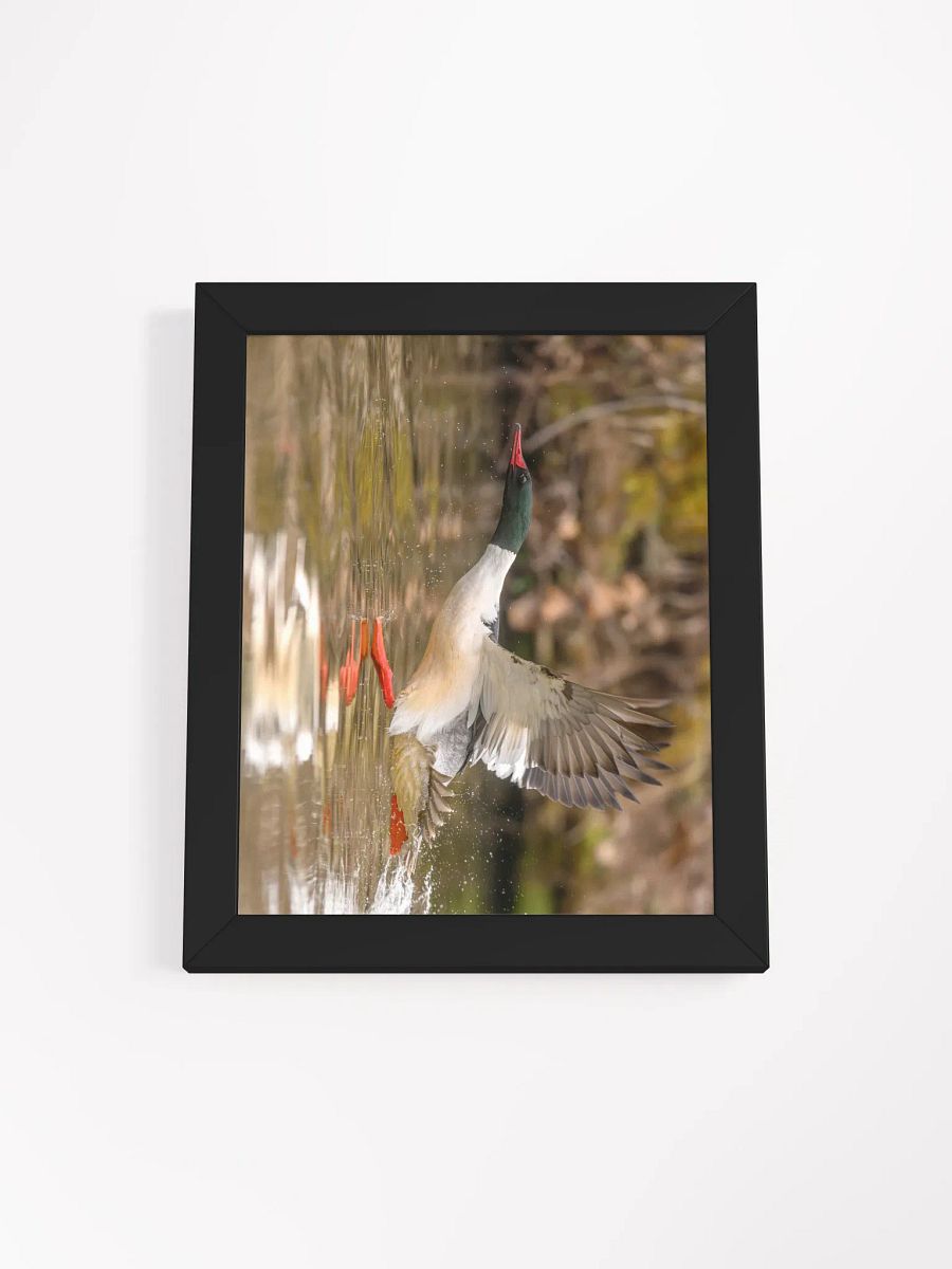 Gliding Merganser product image (2)