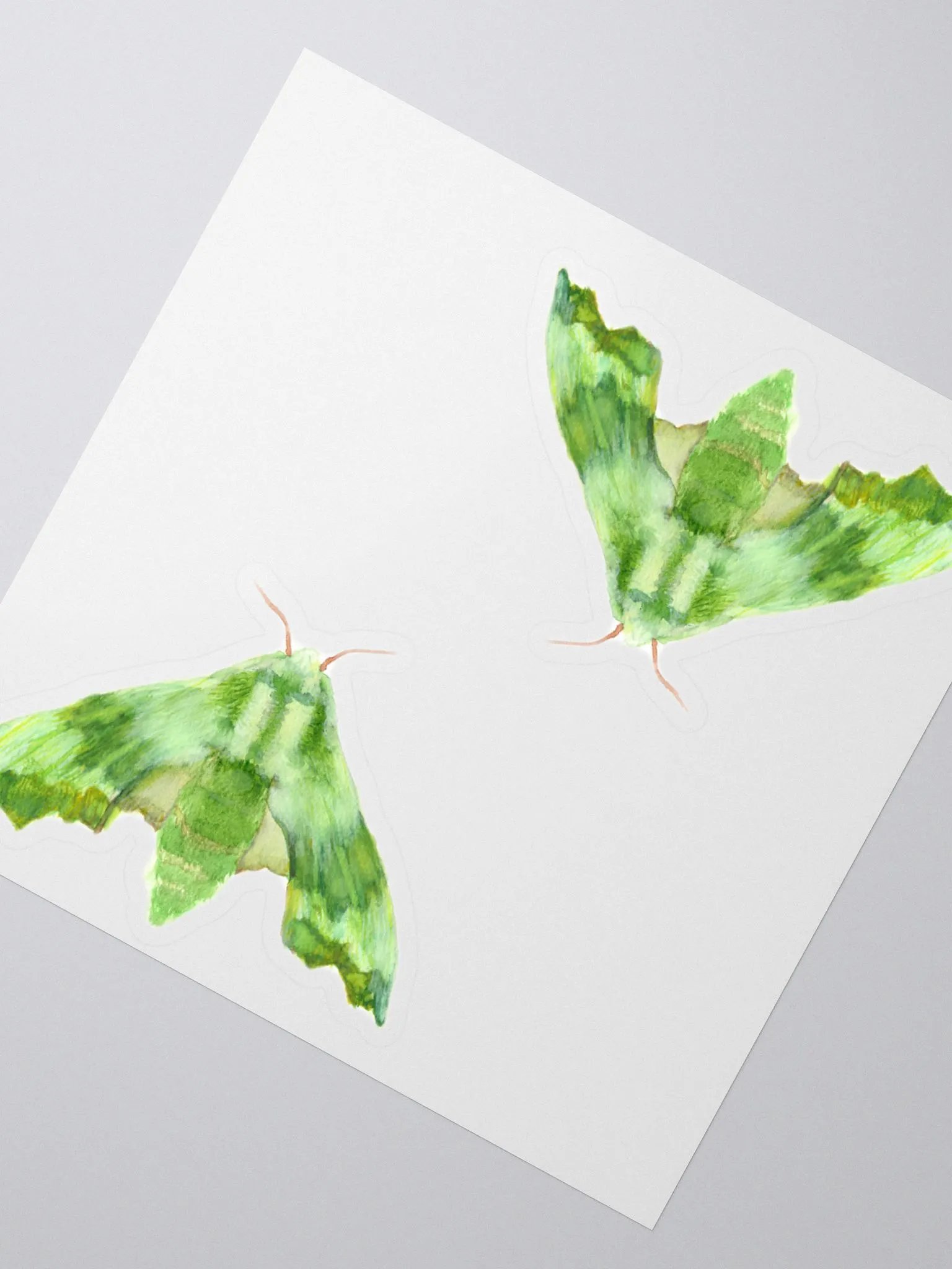 Lime Hawk Moth Sicker (x2) product image (2)