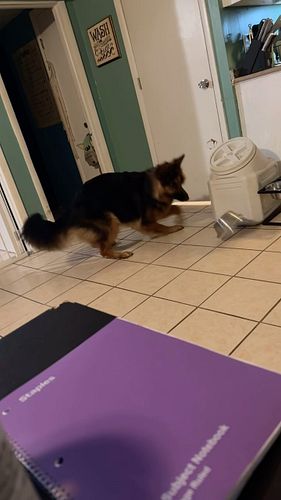 Morning zoomies featuring Kya 🙈 

.

.

.

.
#dogs #dogsofinstagram #germanshepherd #germanshepherdpuppy #germanshepherdsofin...