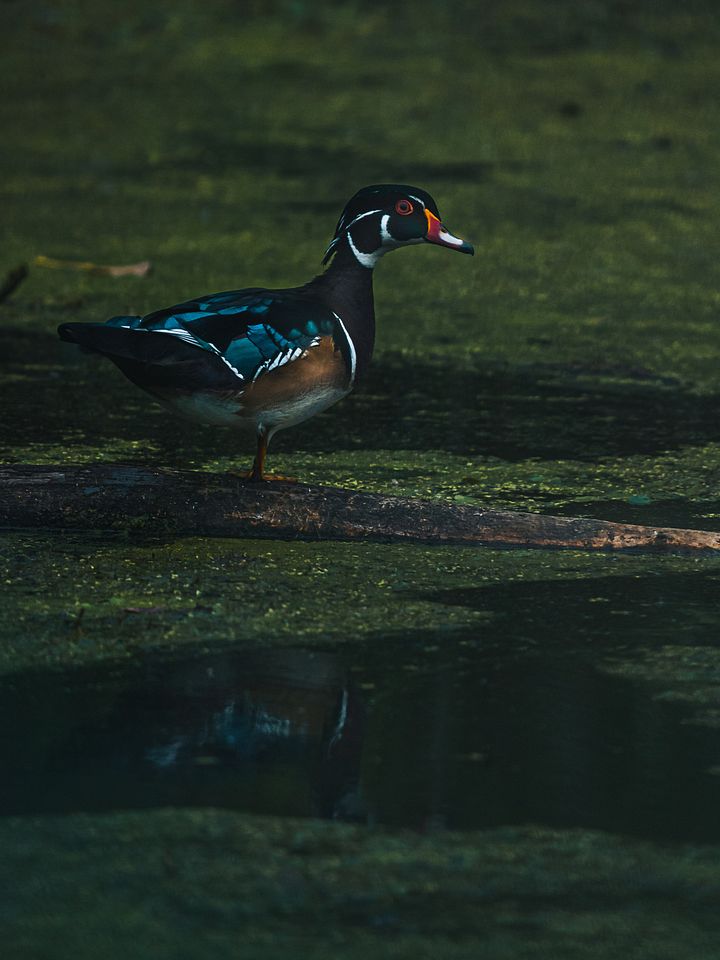 Wood Duck #1 product image (1)