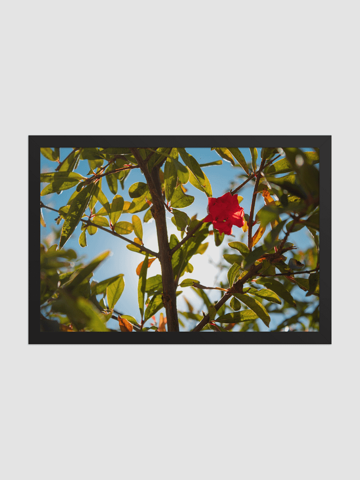 Pomegranate Framed photography Poster product image (1)