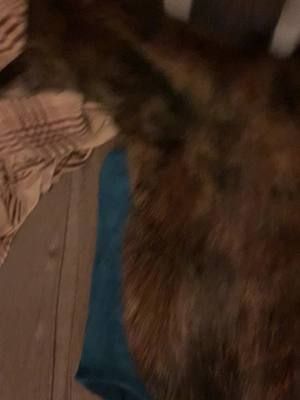 Brushing my cat Starfire #cat #catsoftiktok 