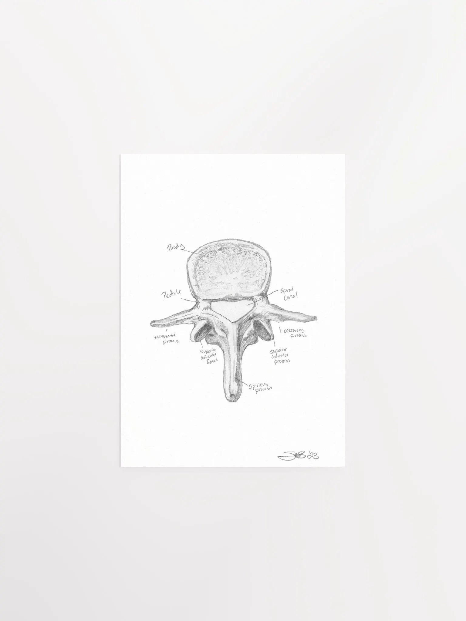 Lumbar Vertebrae Wall Art (Labeled) product image (2)