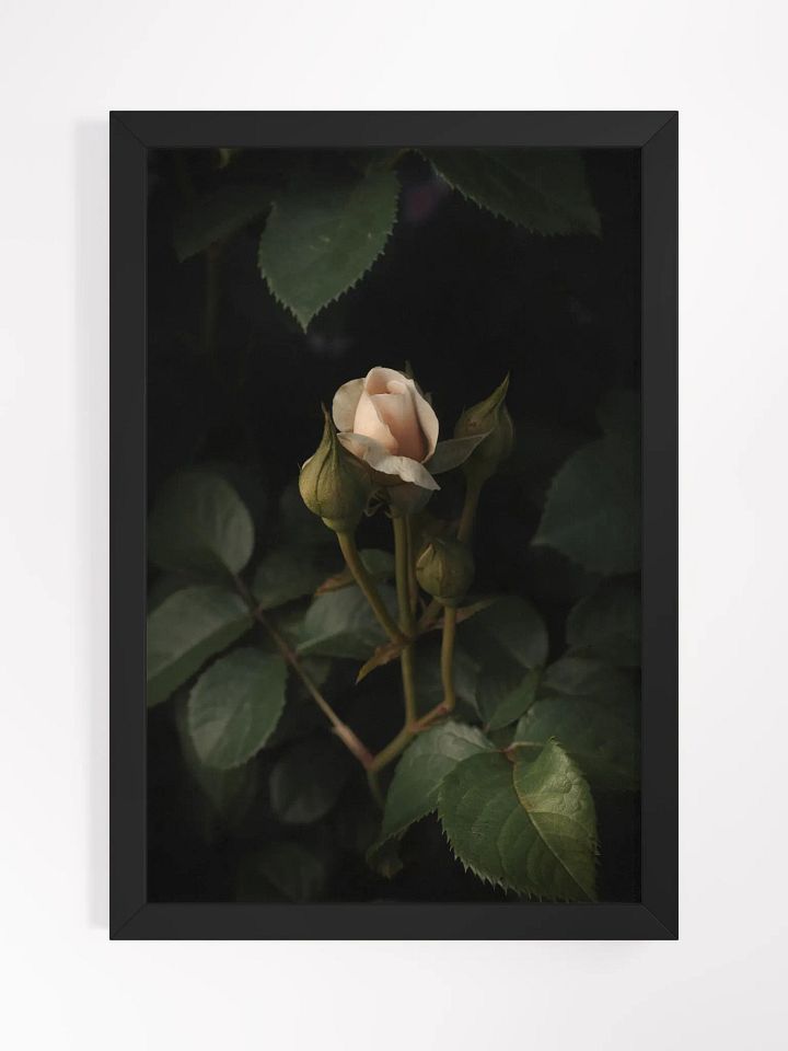Shrouded Rose product image (2)