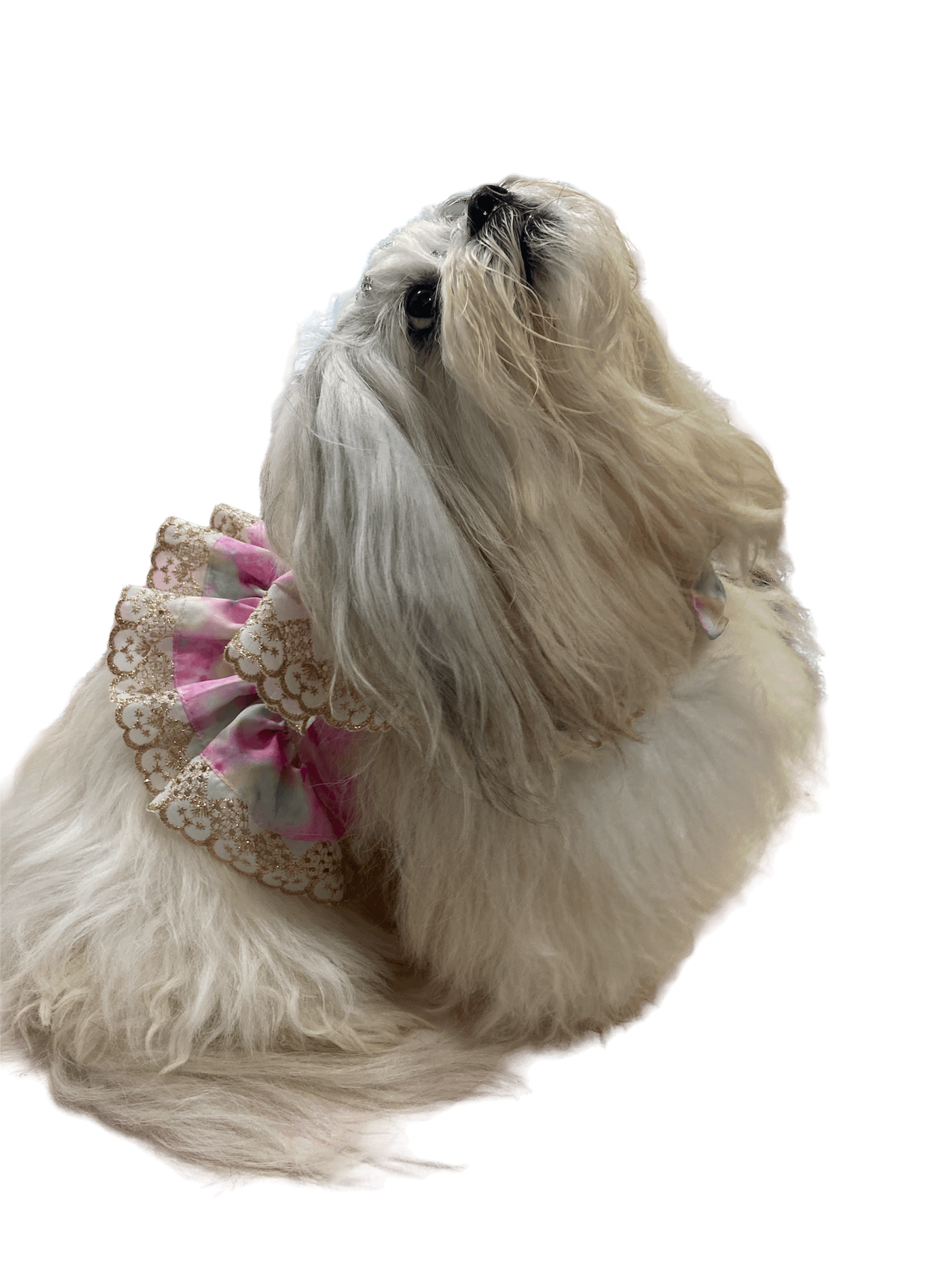 Peitoral Zayra - Modelagem Pet PDF product image (7)