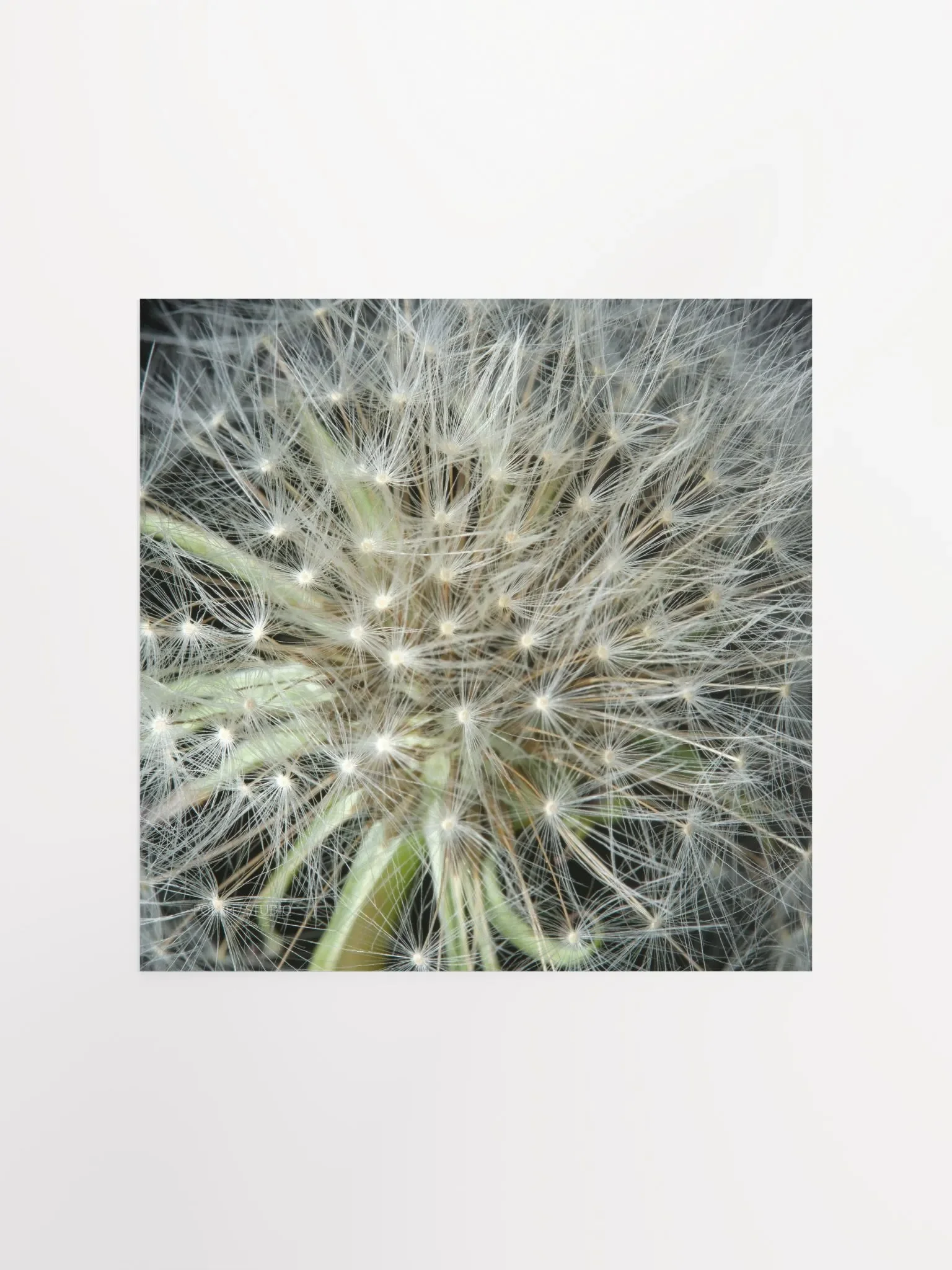 Dandelion #3 - Print product image (2)