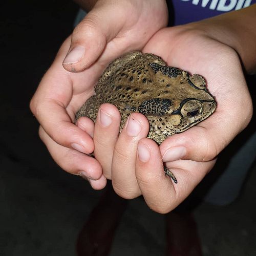 #frog #frogs #toads #toadsofinstagram #thailand #huahin