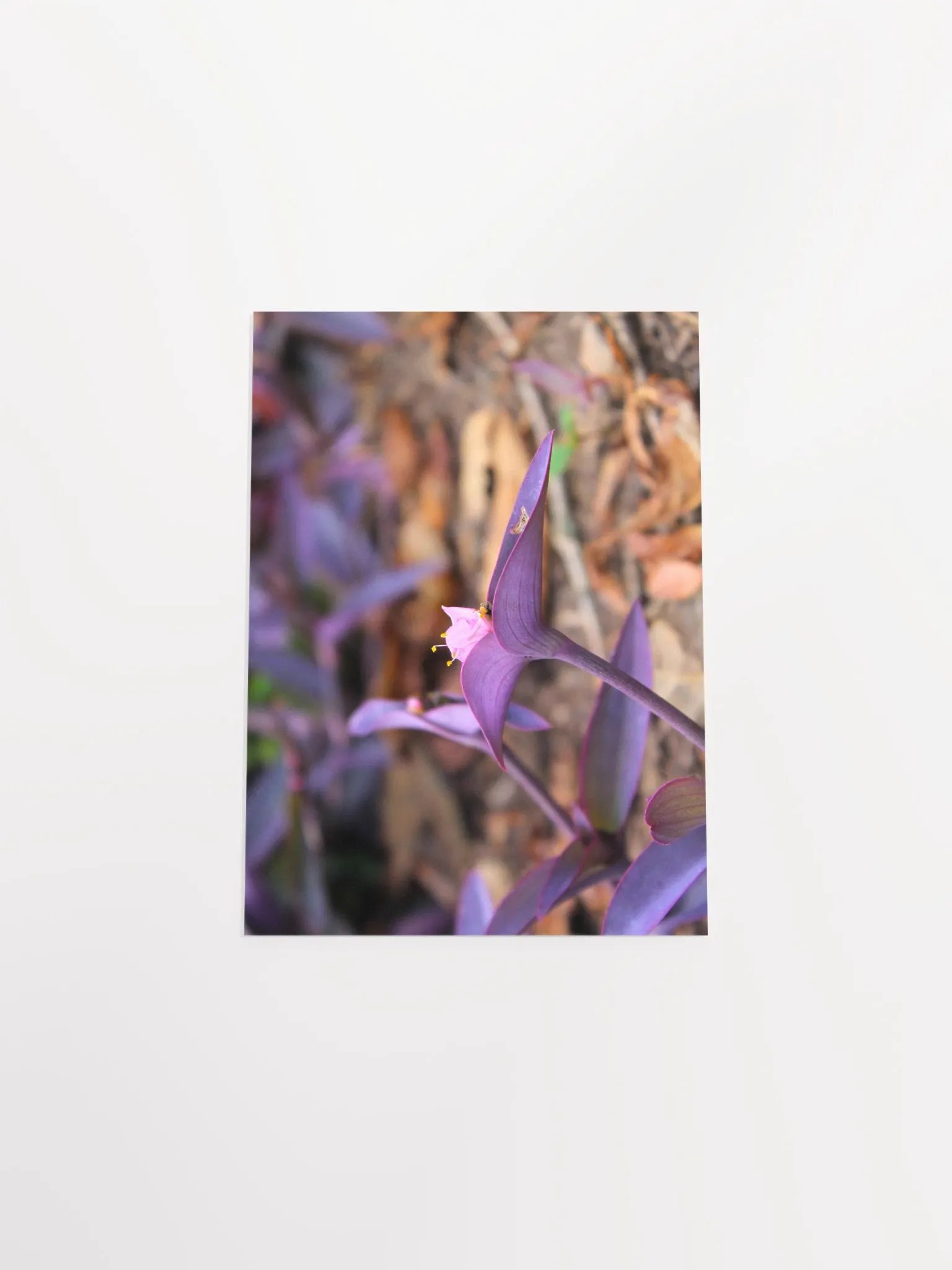 A Study in Flowers 8 product image (4)