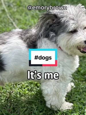 #dogs