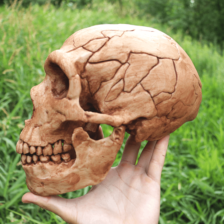 Neanderthal Skull product image (2)