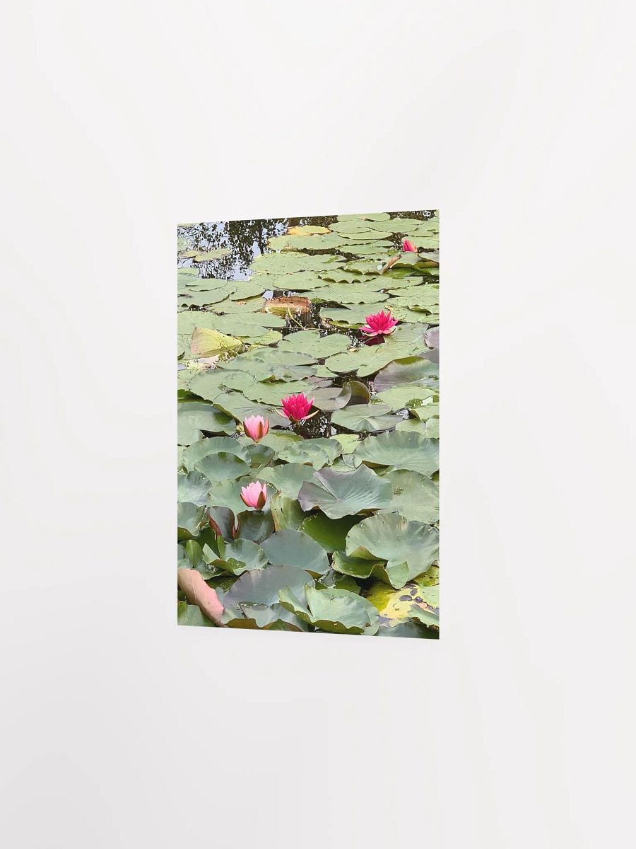 Pink Water Lilies in a Pond product image (2)