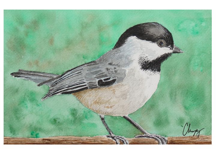 Carolina Chickadee Print product image (1)