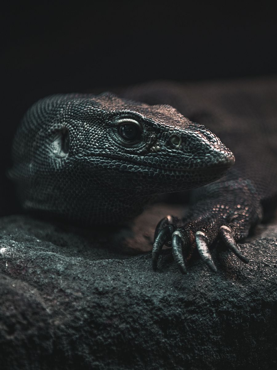 Melanistic Nile Monitor Claws Out product image (1)