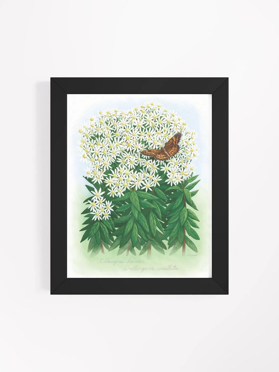 Harris' Checkerspot Butterfly product image (39)