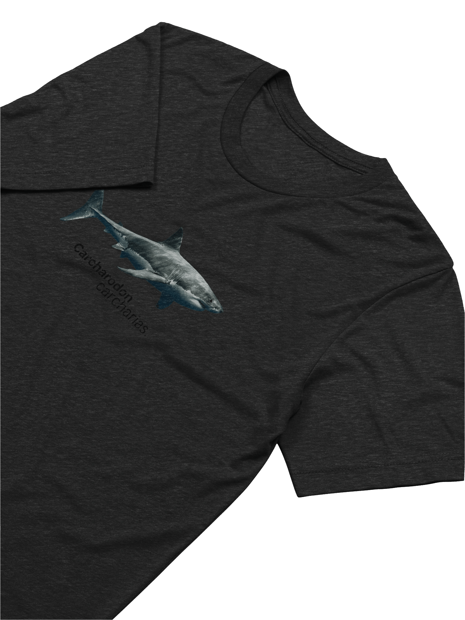 Carcharodon carcharias. product image (6)