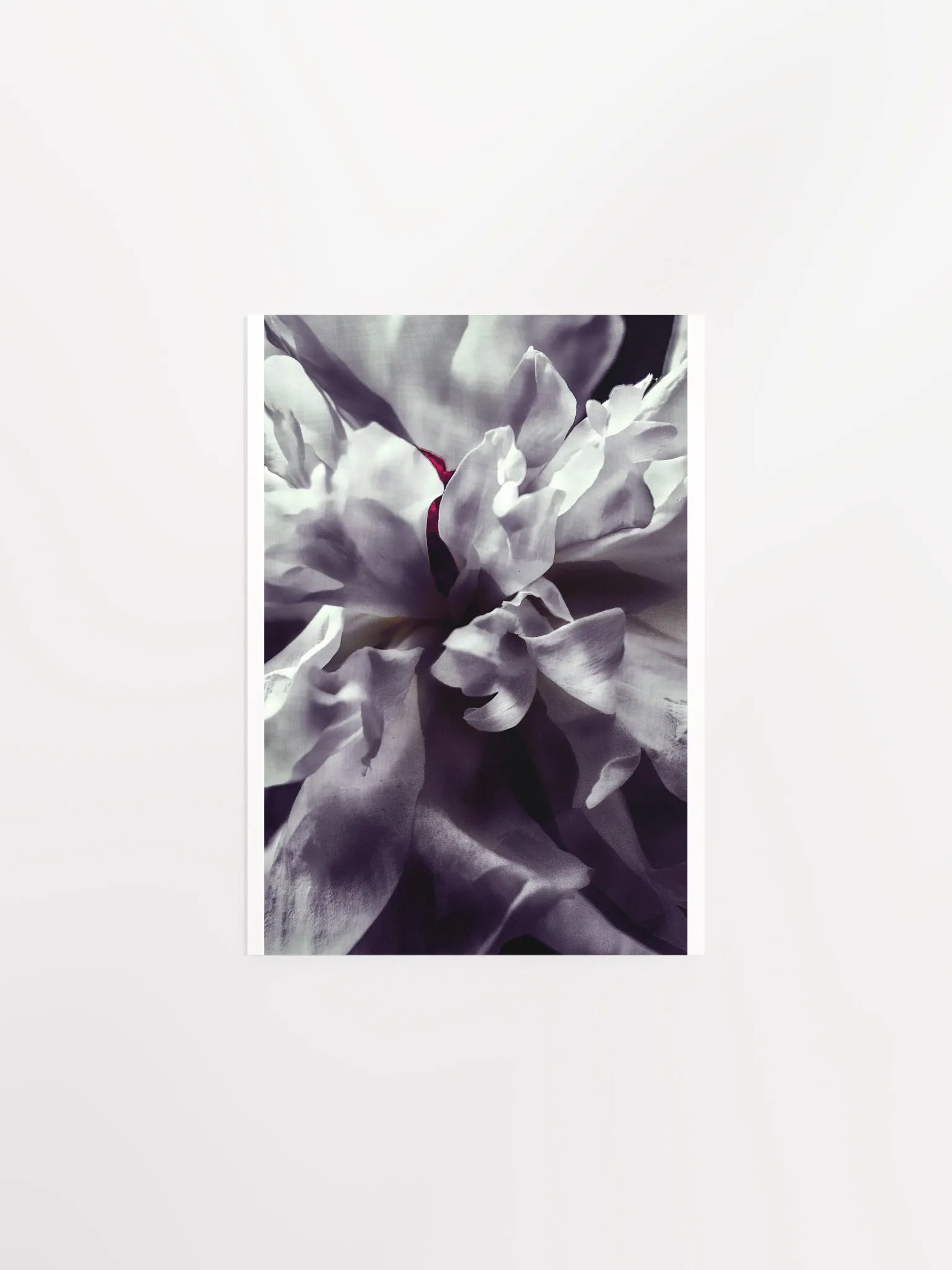 Peony Heart - Print product image (2)