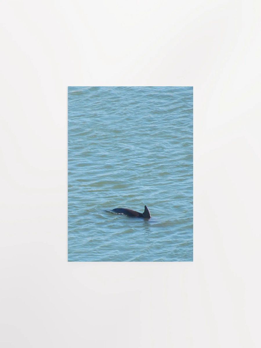 Dolphin Pop-up product image (8)