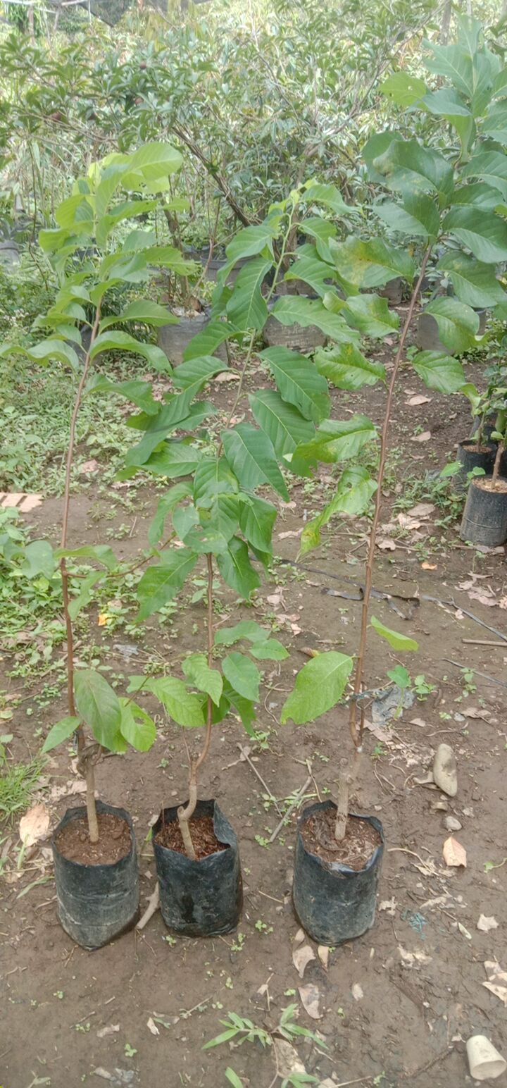 Tanaman buah sirkaya jumbo tinggi 1 meter product image (2)