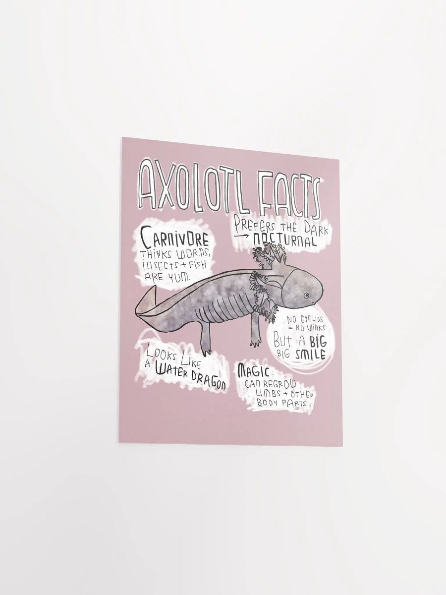 Axolotl Fun Facts, Wildlife Trivia, Axolotl Poster product image (3)
