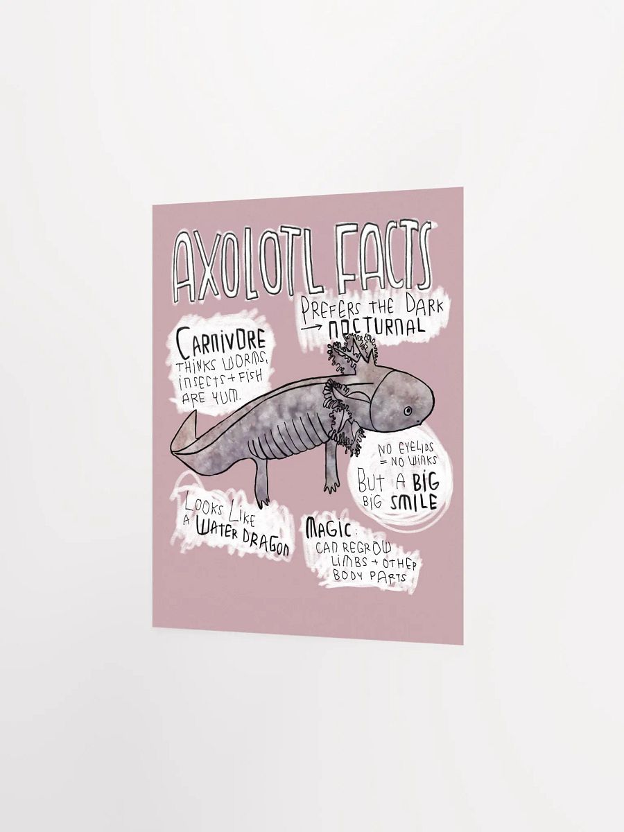 Axolotl Fun Facts, Wildlife Trivia, Axolotl Poster product image (2)