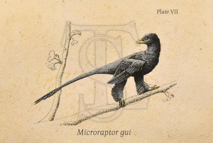 Microraptor gui Giclée Print (hand watercolored) product image (1)