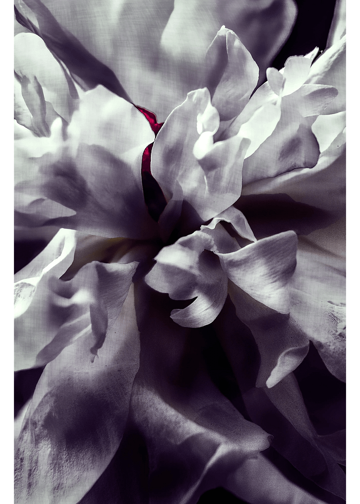 Peony Heart - Print product image (1)