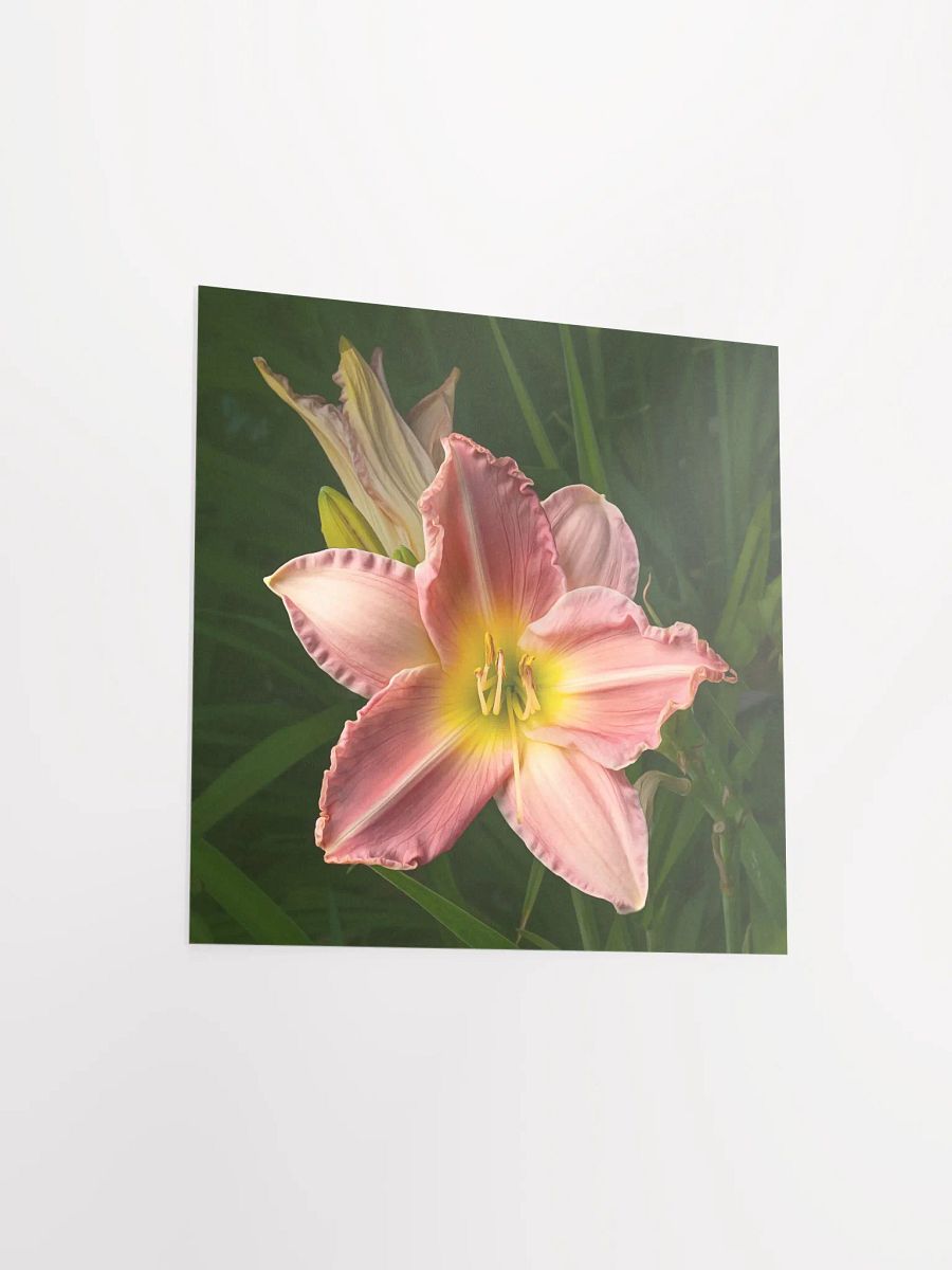 Pretty Pink Daylily product image (4)