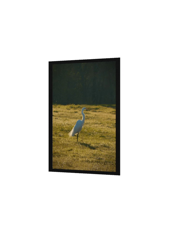 Full of Egrets product image (2)